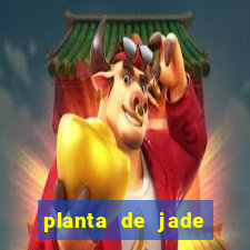 planta de jade significado espiritual